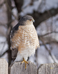Sharp shinned Hawk 6928